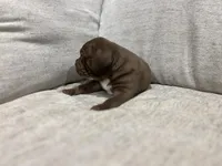 Turtle , a male American Bully for sale in Tehachapi, CA – Photo 4 of 6