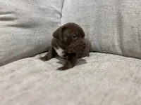 Turtle , a male American Bully for sale in Tehachapi, CA – Photo 6 of 6