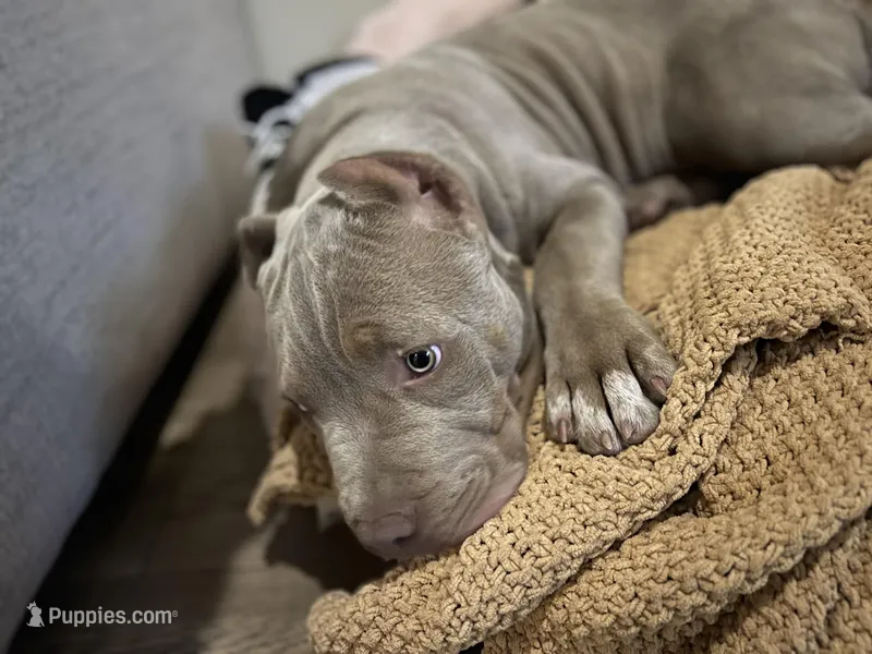 Luigi – American Bully puppy for sale in Tehachapi, CA