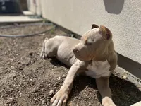 Luigi, a male American Bully for sale in Tehachapi, CA – Photo 8 of 8