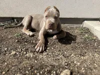 Luigi, a male American Bully for sale in Tehachapi, CA – Photo 6 of 8