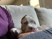 Luigi, a male American Bully for sale in Tehachapi, CA – Photo 2 of 8