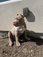 Luigi, a male American Bully for sale in Tehachapi, CA – Photo 4 of 8