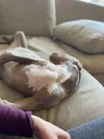 Luigi, a male American Bully for sale in Tehachapi, CA – Photo 3 of 8