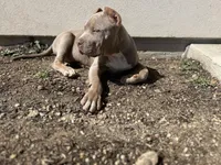 Luigi, a male American Bully for sale in Tehachapi, CA – Photo 7 of 8