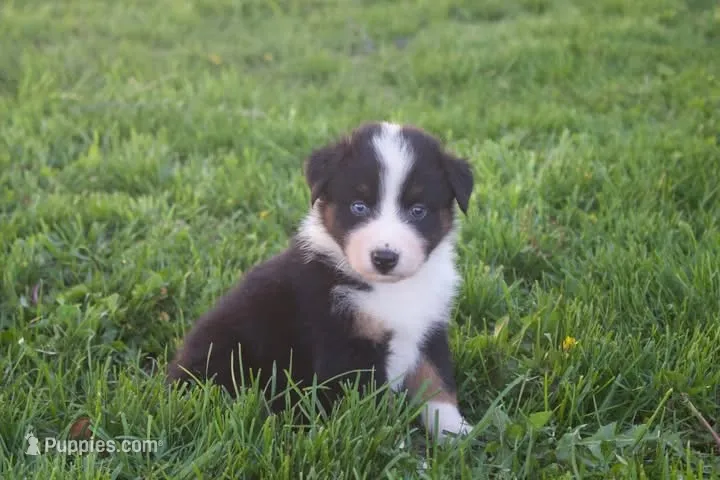 Copper – Australian Shepherd puppy for sale in Brandon, WI