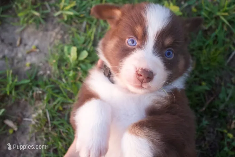 Nutmeg – Australian Shepherd puppy for sale in Brandon, WI