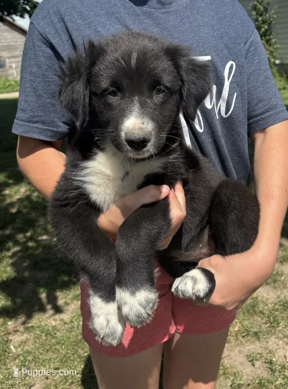 Irene – Australian Shepherd puppy for sale in Brandon, WI