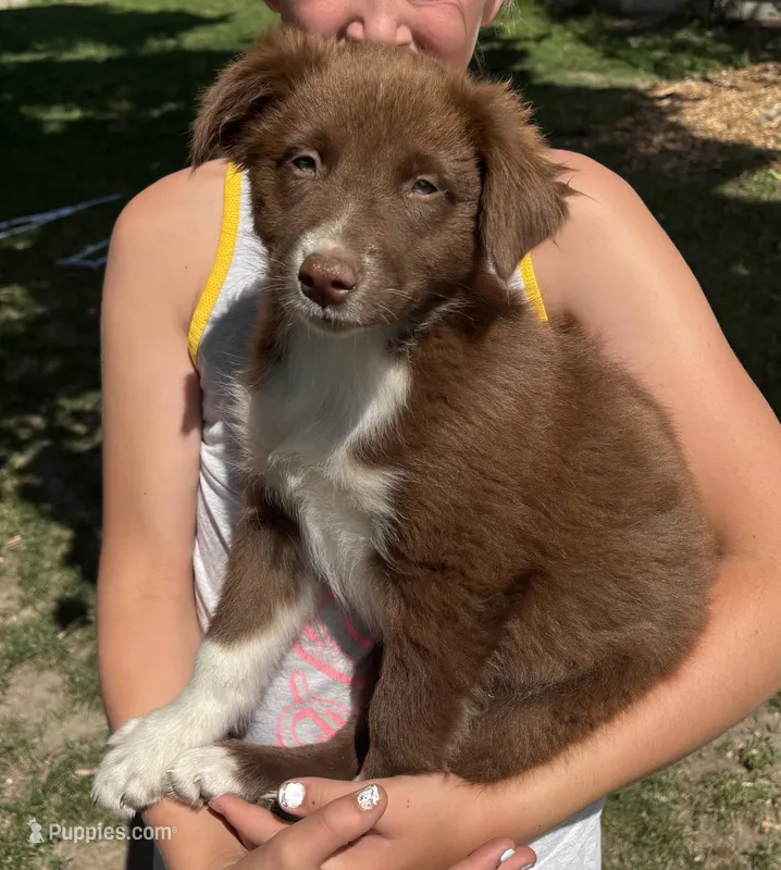 Rocky – Australian Shepherd puppy for sale in Brandon, WI