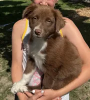 Rocky, a male Australian Shepherd for sale in Brandon, WI – 1 of 1