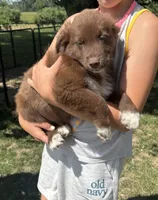 Red, a male Australian Shepherd for sale in Brandon, WI – 2 of 2