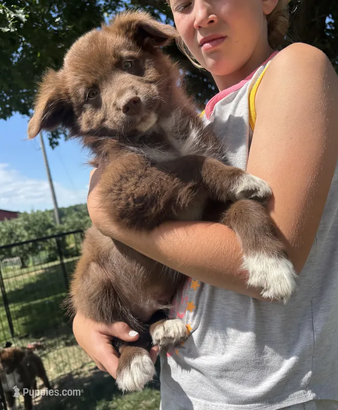 Red – Australian Shepherd puppy for sale in Brandon, WI