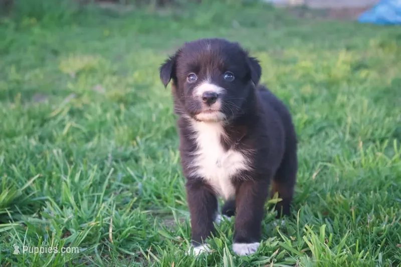 Irene – Australian Shepherd puppy for sale in Brandon, WI