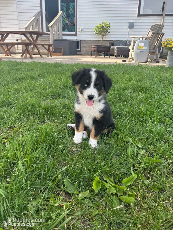 Copper – Australian Shepherd puppy for sale in Brandon, WI