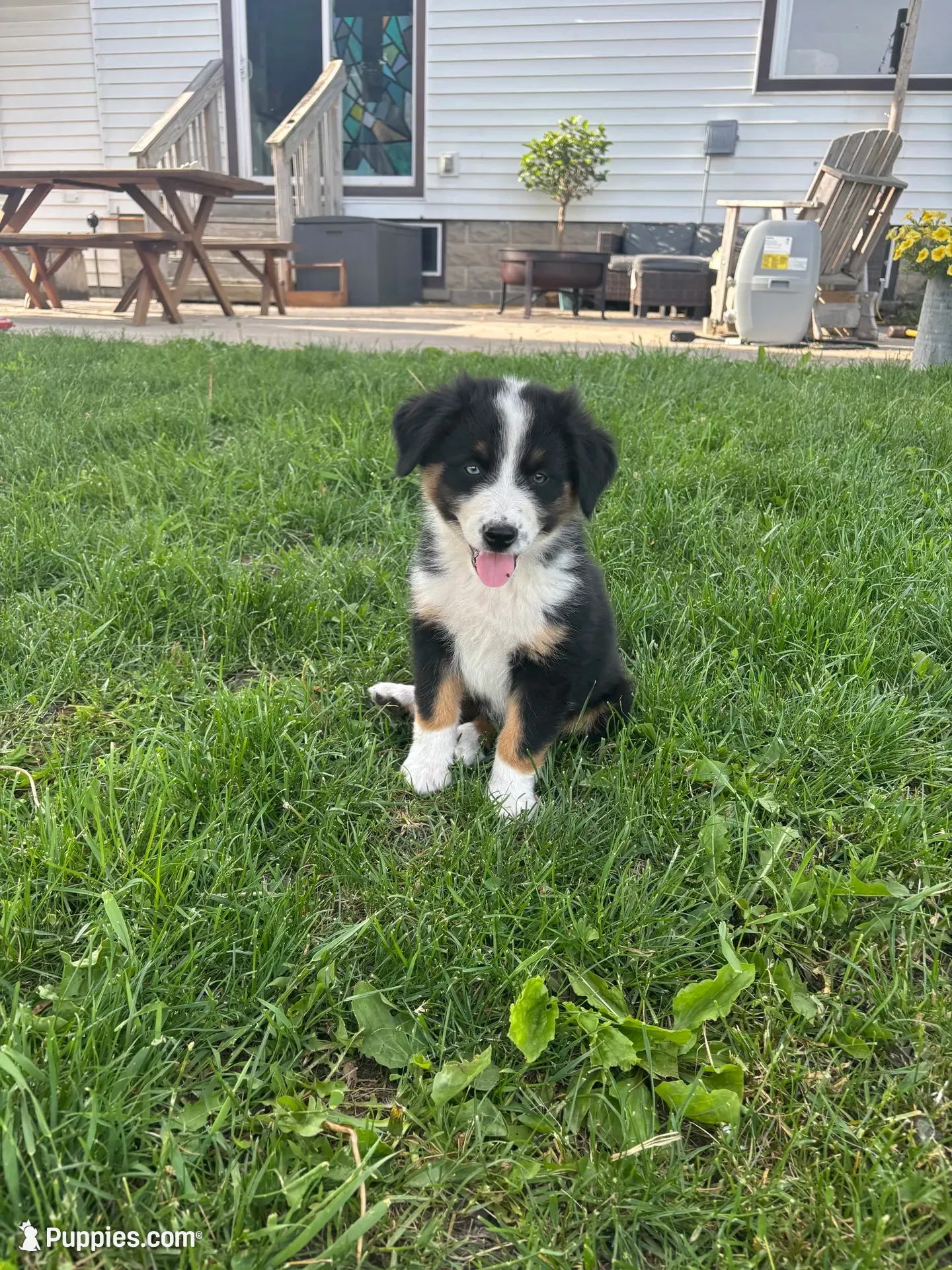 Copper, a male Australian Shepherd for sale in Brandon, WI – 2 of 2
