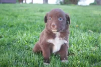 Red, a male Australian Shepherd for sale in Brandon, WI – 1 of 1