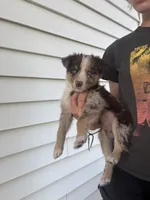 Smokey, a male Australian Shepherd for sale in Brandon, WI – 1 of 1