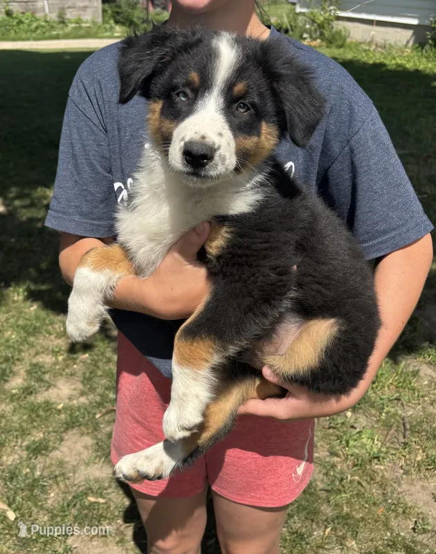 Copper – Australian Shepherd puppy for sale in Brandon, WI