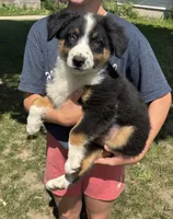 Copper, a male Australian Shepherd for sale in Brandon, WI – 1 of 2