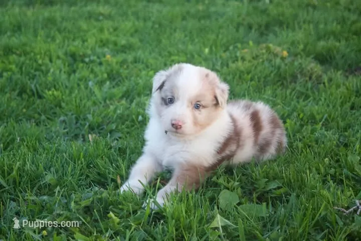Octavius  – Australian Shepherd puppy for sale in Brandon, WI