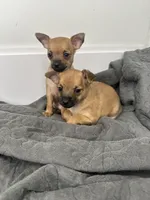 Chihuahua Puppies, a female Chihuahua for sale in Riverside, CA – 5 of 5
