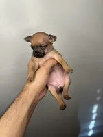 Chihuahua Puppies, a female Chihuahua for sale in Riverside, CA – 1 of 5