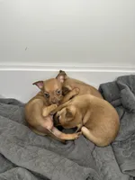 Chihuahua Puppies, a female Chihuahua for sale in Riverside, CA – 4 of 5