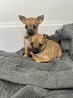 Chihuahua Puppies, a female Chihuahua for sale in Riverside, CA – 2 of 5