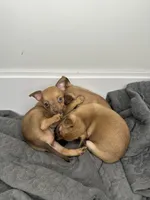 Chihuahua Puppies, a female Chihuahua for sale in Riverside, CA – 3 of 5