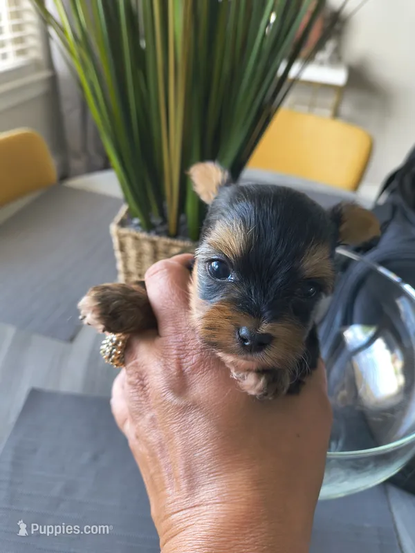 Onyx – Yorkshire Terrier puppy for sale in Fort Lupton, CO