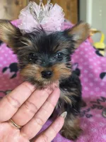 Teacup Garnet, a female Yorkshire Terrier for sale in Fort Lupton, CO – 3 of 6