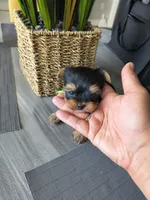 Emerald, a female Yorkshire Terrier for sale in Fort Lupton, CO – 3 of 3