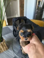 Ruby, a female Yorkshire Terrier for sale in Fort Lupton, CO – 2 of 3