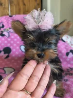 Teacup Garnet, a female Yorkshire Terrier for sale in Fort Lupton, CO – 1 of 6