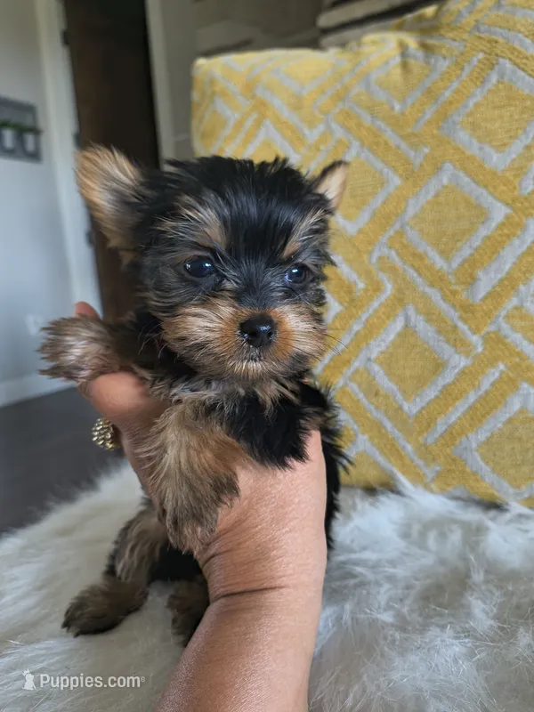 Garnet – Yorkshire Terrier puppy for sale in Fort Lupton, CO