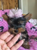 Teacup Garnet, a female Yorkshire Terrier for sale in Fort Lupton, CO – 2 of 6