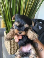Emerald, a female Yorkshire Terrier for sale in Fort Lupton, CO – 1 of 3