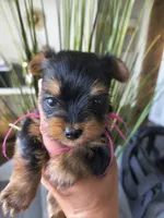 Garnet, a female Yorkshire Terrier for sale in Fort Lupton, CO – 3 of 3
