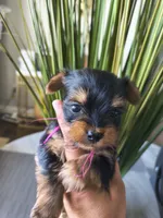 Garnet, a female Yorkshire Terrier for sale in Fort Lupton, CO – 2 of 3