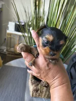 Sapphire , a female Yorkshire Terrier for sale in Fort Lupton, CO – 3 of 3