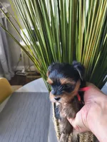 Ruby, a female Yorkshire Terrier for sale in Fort Lupton, CO – 3 of 3
