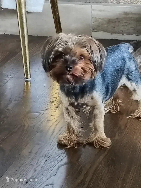 Fendi – Yorkshire Terrier puppy for sale in Fort Lupton, CO