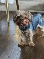 Fendi, a female Yorkshire Terrier for sale in Fort Lupton, CO – 1 of 2