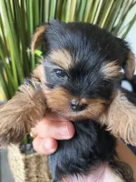 Emerald, a female Yorkshire Terrier for sale in Fort Lupton, CO – 2 of 3