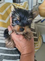Teacup Garnet, a female Yorkshire Terrier for sale in Fort Lupton, CO – 4 of 6