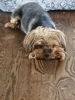Fendi, a female Yorkshire Terrier for sale in Fort Lupton, CO – 2 of 2