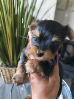 Garnet, a female Yorkshire Terrier for sale in Fort Lupton, CO – 1 of 3