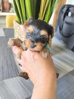 Sapphire , a female Yorkshire Terrier for sale in Fort Lupton, CO – 2 of 3