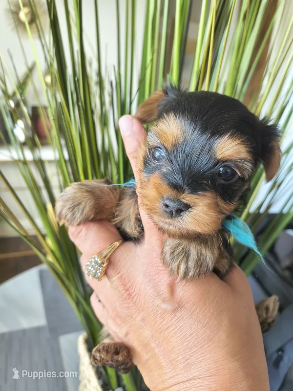 Sapphire  – Yorkshire Terrier puppy for sale in Fort Lupton, CO