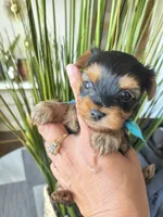 Sapphire , a female Yorkshire Terrier for sale in Fort Lupton, CO – 1 of 3